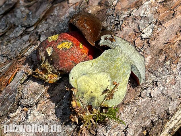 Flockenstieliger Hexenröhrling, Neoboletus erythropus