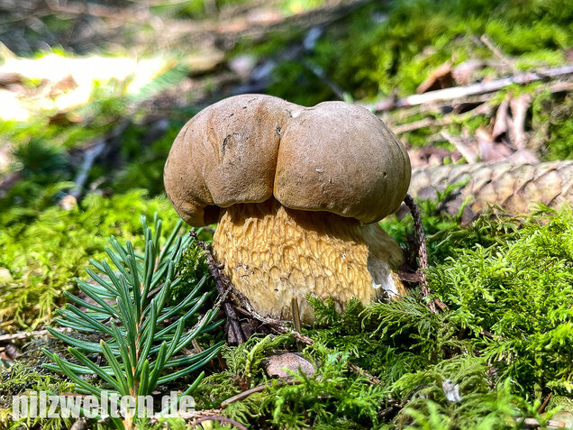 Gallenröhrling, Bitterling, Bitterpilz, Tylopilus felleus