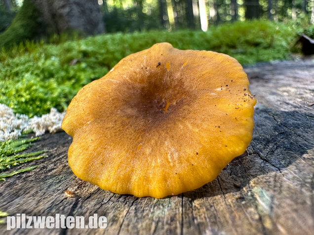 Gelbblättriger Holznabeling, Chrysomphalina chrysophylla