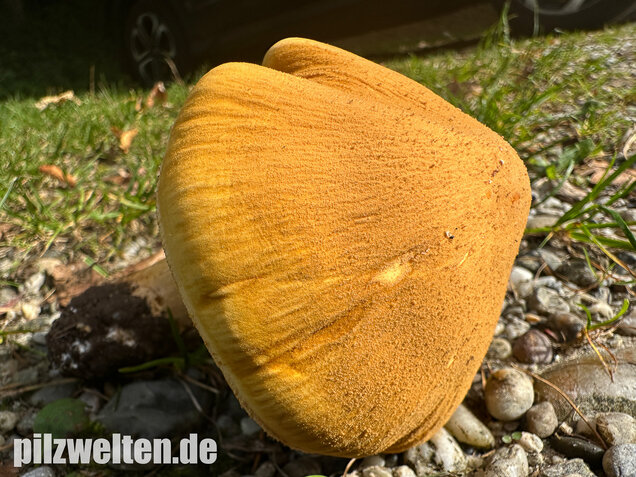Glimmerschüppling, Phaeolepiota aurea