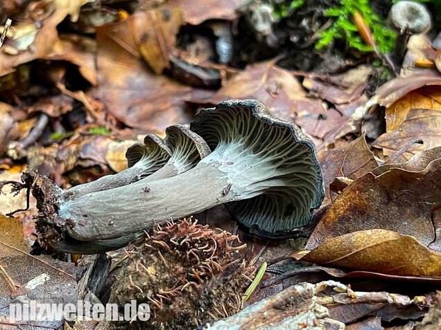 Grauer Pfifferling, Craterellus cinereus