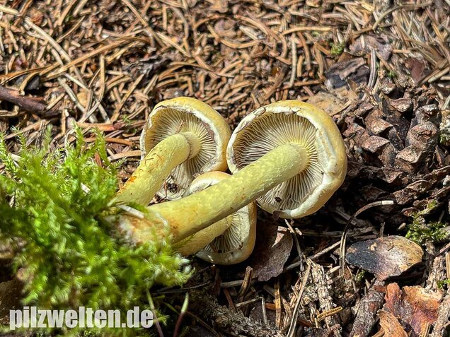 Grünblättriger Schwefelkopf, Hypholoma fasciculare