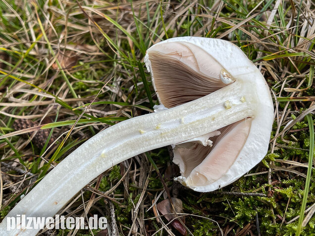 Karbolchampignon, Agaricus xanthodermus