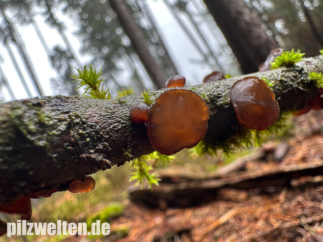 Kreisel-Drüsling, Exidia recisa