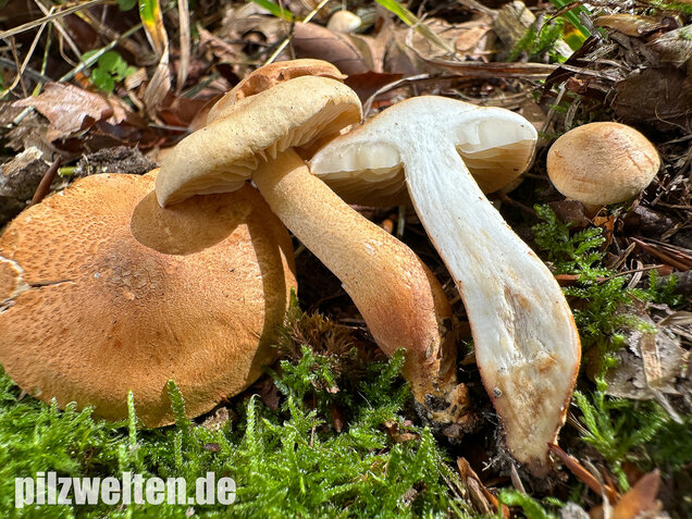 Lärchenritterling, Schwammiger Ritterling, Tricholoma psammopus