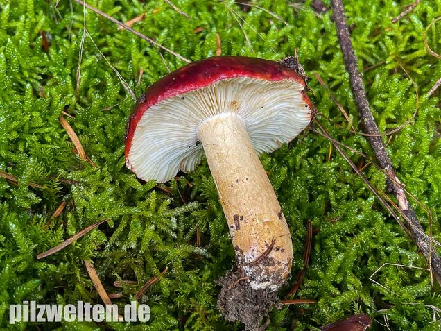 Lederstieltäubling, Russula viscida