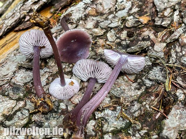 Lila Rettichhelmling, Mycena pura