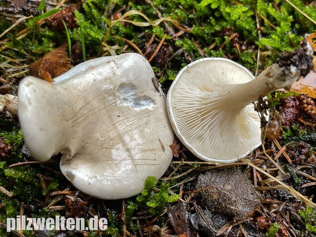 Mehlräsling, Clitopilus prunulus