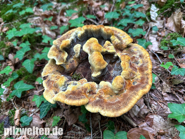 Nadelholzbraunporling, Phaeolus schweinitzii