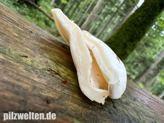 Ohrförmiger Seitling, Pleurocybella porrigens