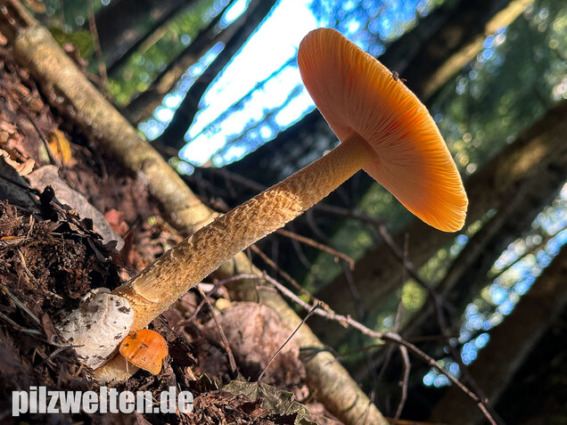 Orangegelber Scheidenstreifling, Amanita crocea