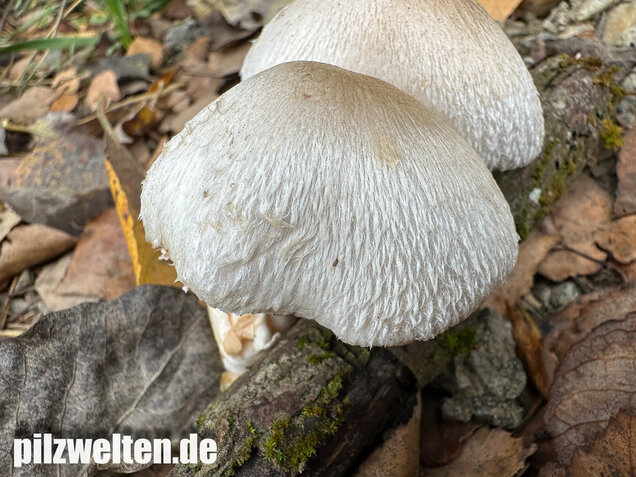 Parasitischer Scheidling, Volvariella surrecta