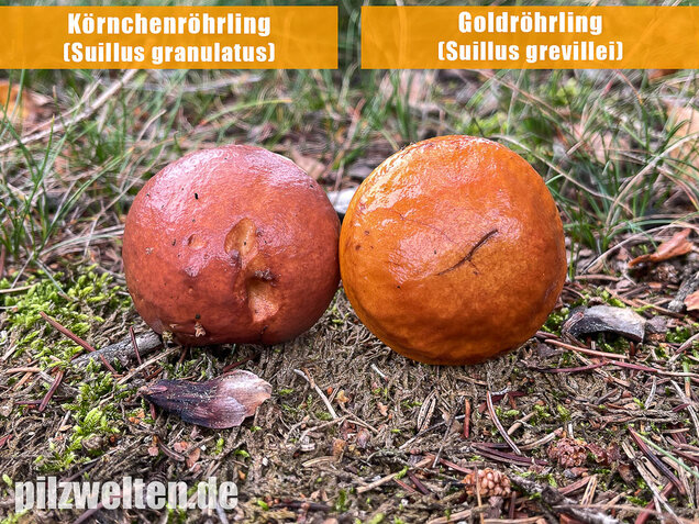 Körnchenröhrling, Suillus granulatus