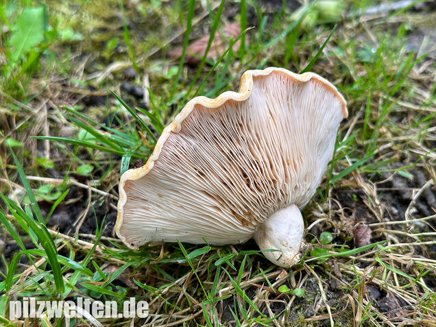Queraderiger Milchling, Lactarius acerrimus