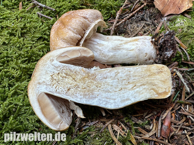 Reifpilz, Cortinarius caperatus