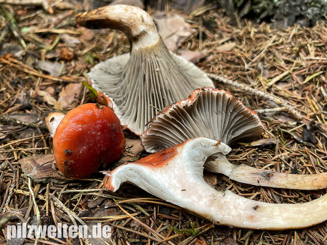 Rosenroter Gelbfuß, Gomphidius roseus