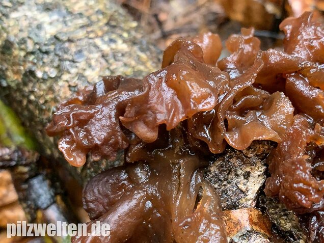 Rotbrauner Zitterling, Tremella foliacea