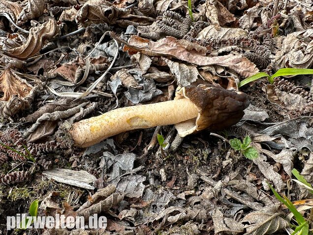 Runzelige Fingerhutverpel, Verpa digitaliformis