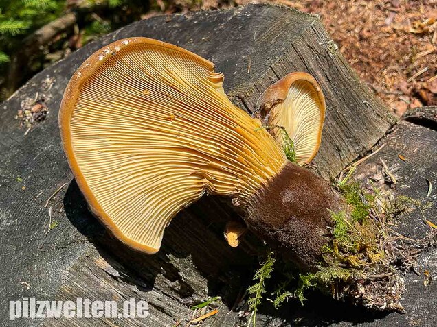 Samtfußkrempling, Tapinella atrotomentosa