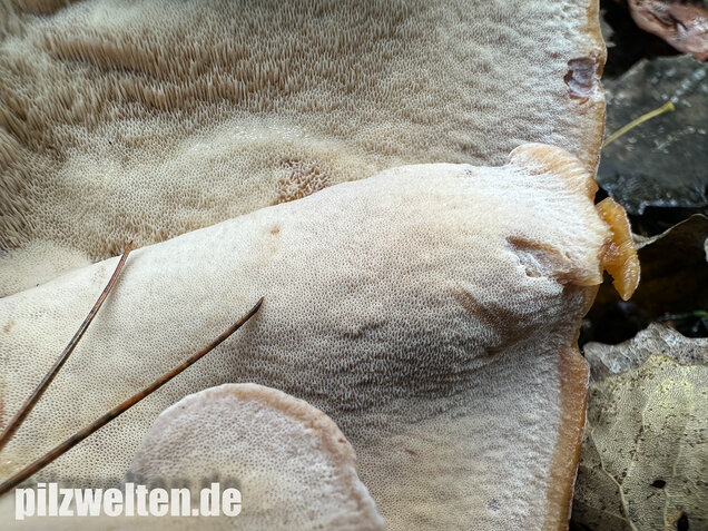Schwarzgebänderter Harzporling, Nadelholzharzporling, Ischnoderma benzoinum