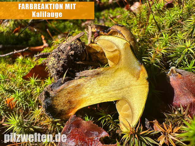 Schwarzgrüner Klumpfuß, Calonarius atrovirens