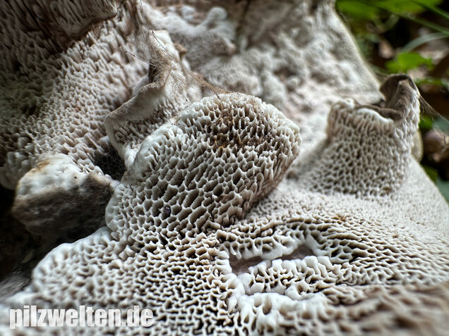 Schwarzweißer Rußporling, Boletopsis leucomelaena