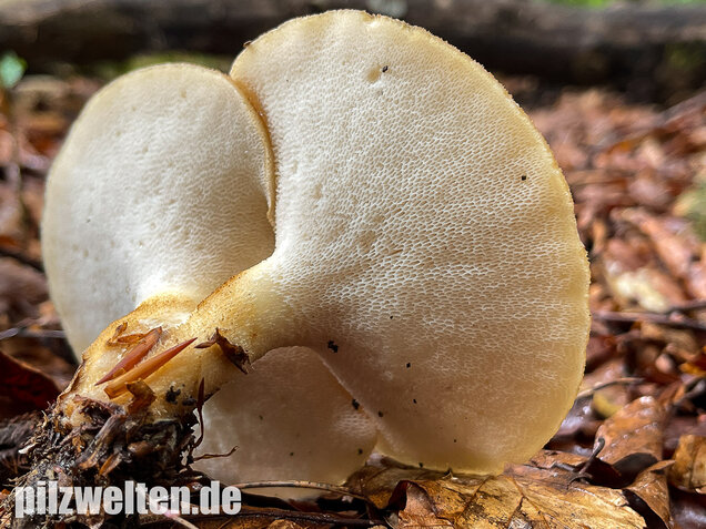Sklerotienporling, Polyporus tuberaster