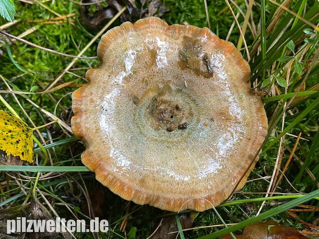 Spangrüner Kiefernreizker, Lactarius semisanguifluus