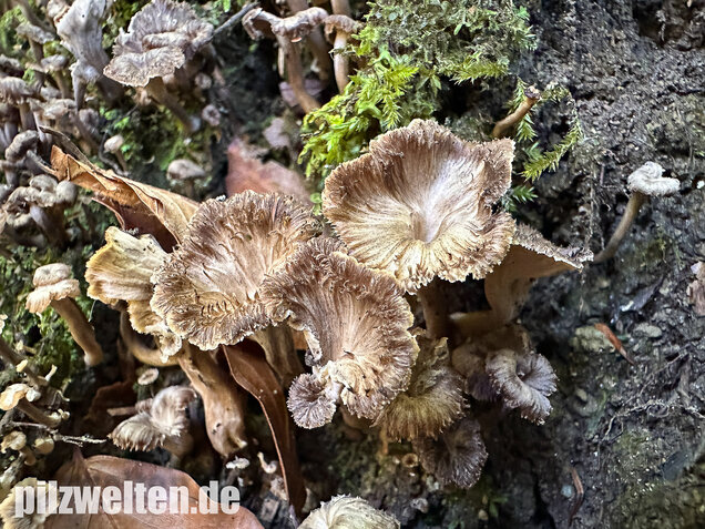 Krause Kraterelle, Krauser Leistling, Craterellus undulatus