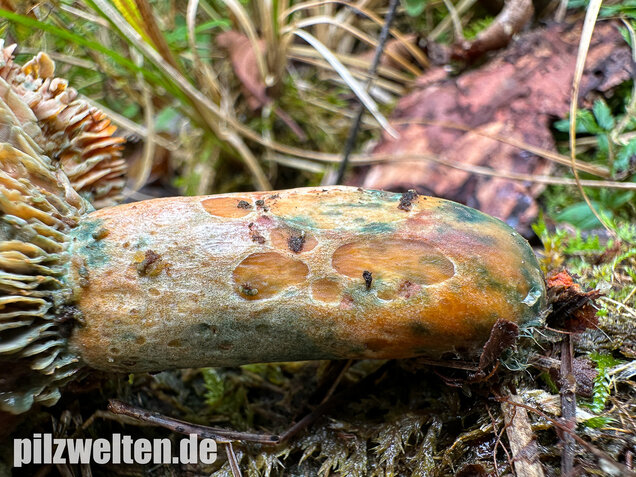 Wechselblauer Edelreizker, Lactarius quieticolor