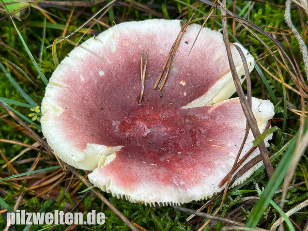 Zedernholz-Täubling, Heimtückischer Täubling, Russula badia