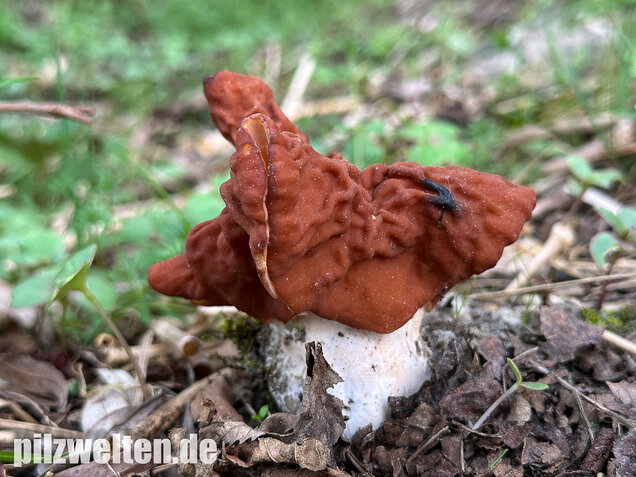 Zipfellorchel, Discina fastigiata