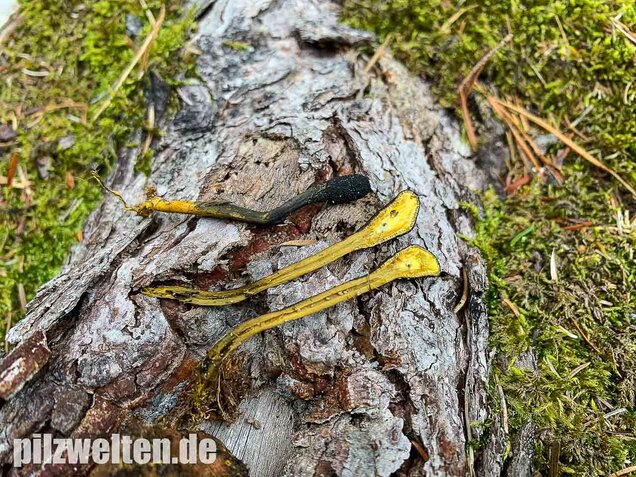 Zungenkernkeule, Tolypocladium ophioglossoides