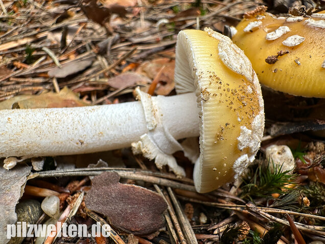 Narzissengelber Knollenblätterpilz, Amanita gemmata