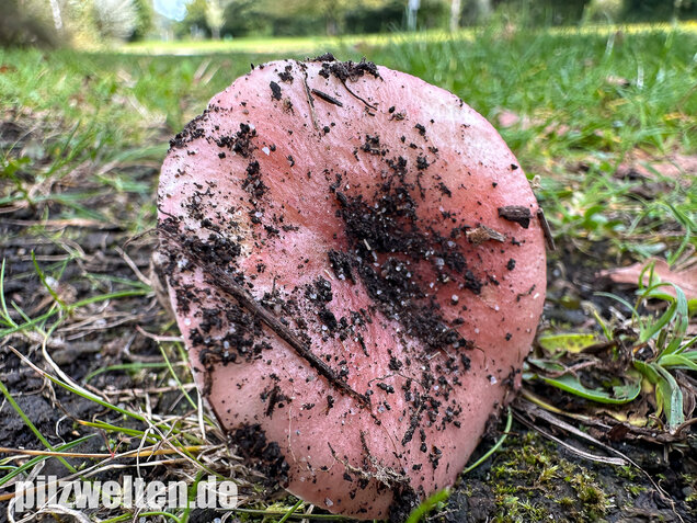 Ausblassender Birkentäubling, Verblassender Täubling, Russula exalbicans