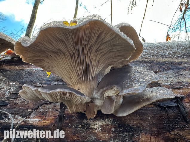 Austernseitling, Austernpilz, Kalbfleischpilz, Pleurotus ostreatus