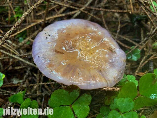 Blauer Schleimfuß, Cortinarius salor