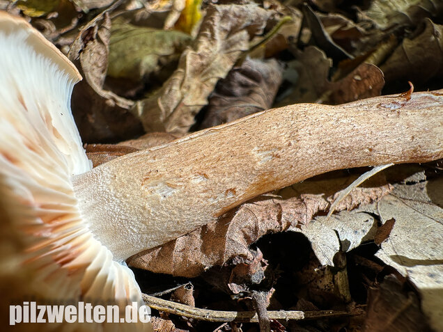 Braunschuppiger Ritterling, Feinschuppiger Ritterling, Tricholoma imbricatum