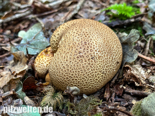 Dickschaliger Kartoffelbovist, Scleroderma citrinum