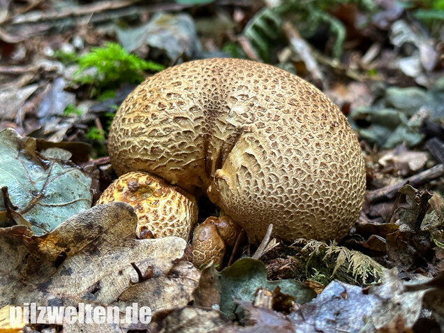 Dickschaliger Kartoffelbovist, Scleroderma citrinum