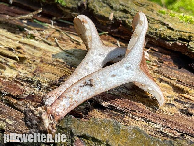 Eichenmilchling, Lactarius quietus