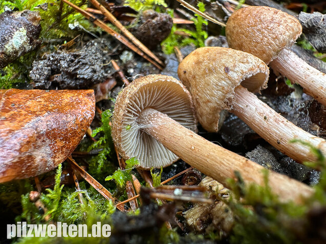 Frühlingsrisspilz, Später Risspilz, Inocybe nitidiuscula