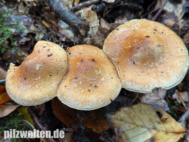 Fuchsigbrauner Schleimkopf, Phlegmacium vulpinum