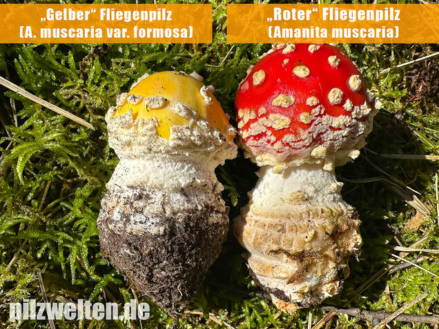 Gelber Fliegenpilz, Amanita muscaria var. formosa