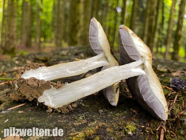 Gelber Riesenträuschling, Stropharia rugosoannulata forma lutea