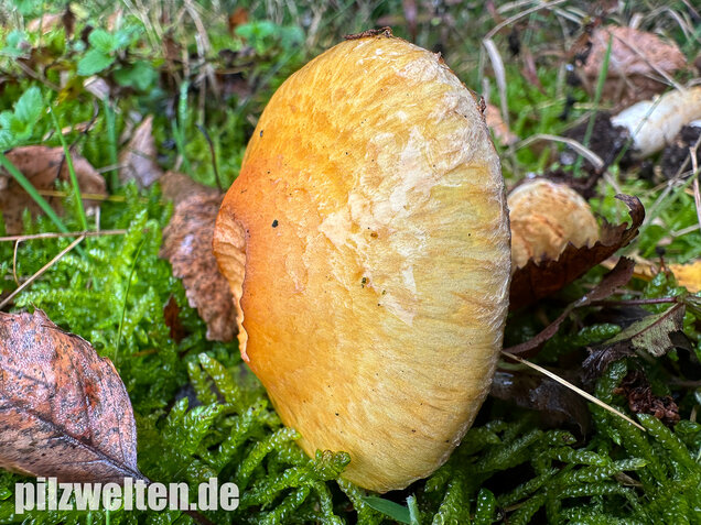 Gelbgestiefelter Schleimkopf, Phlegmacium triumphans