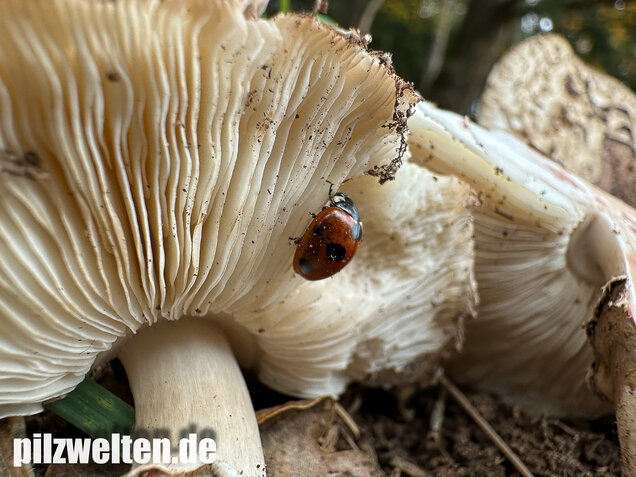 Gerandetknolliger Safranschirmling, Chlorophyllum brunneum