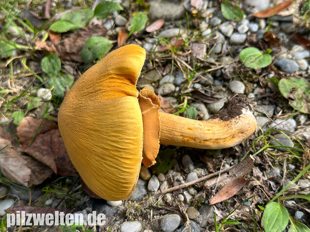 Glimmerschüppling, Phaeolepiota aurea