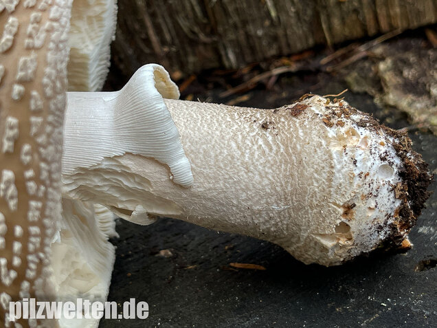 Grauer Wulstling, Amanita excelsa