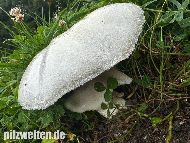 Großsporiger Riesenchampignon, Agaricus urinascens